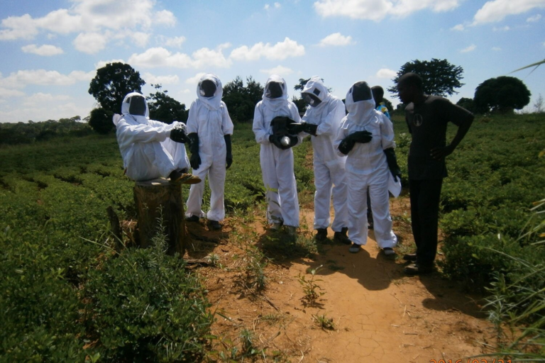 Can Bees Sting Through a Bee Suit? Unravelling the Mysteries of Beekeeping Suit Protection