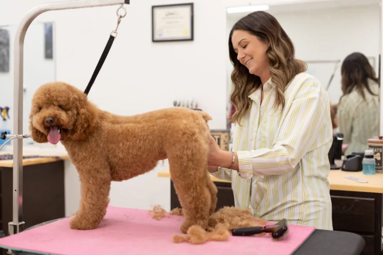 How Often Should Golden Doodles Be Groomed